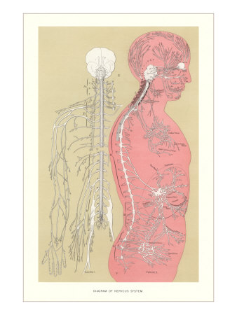 The Nervous System Giclee Print The Nervous System Giclee Print