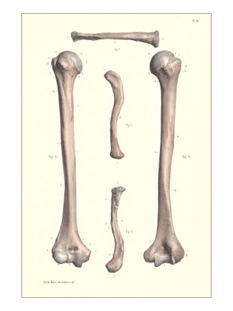 Long Bones of the Leg Giclee Print Long Bones of the Leg Giclee Print