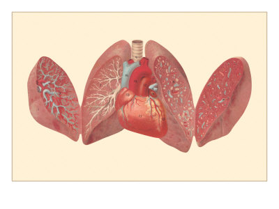 Heart and Lungs Giclee Print Heart and Lungs Giclee Print