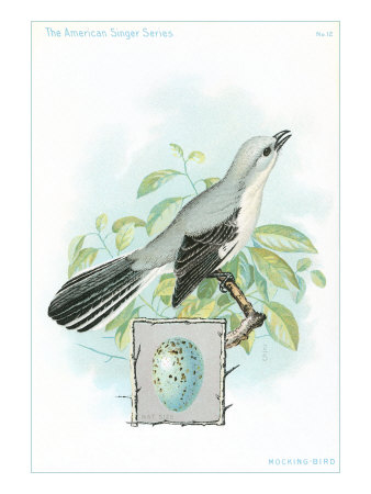 Mockingbird and Egg Giclee Print Mockingbird and Egg Giclee Print