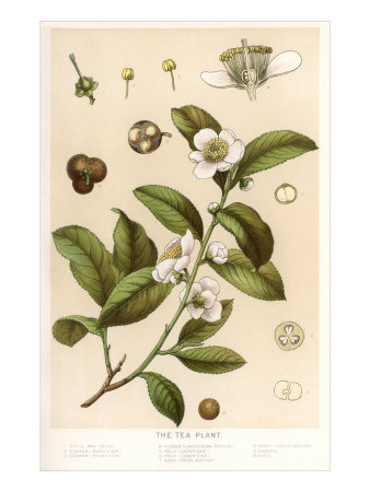 Botanical Image of Tea Plant Giclee Print Botanical Image of Tea Plant Giclee Print