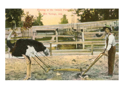 Ostrich, Hot Springs, Arkansas Giclee Print Ostrich, Hot Springs, Arkansas Giclee Print
