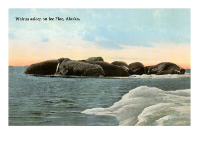 Walrus on Ice Floe Giclee Print Walrus on Ice Floe Giclee Print