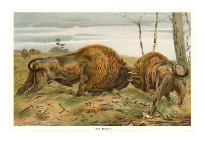 European Bison Giclee Print European Bison Giclee Print