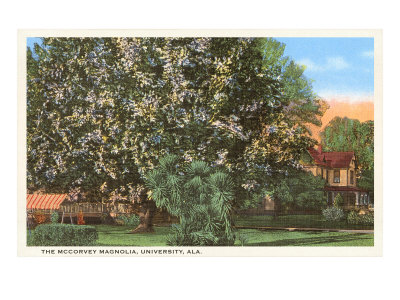 Mccorvey Magnolia, Alabama Giclee Print Mccorvey Magnolia, Alabama Giclee Print