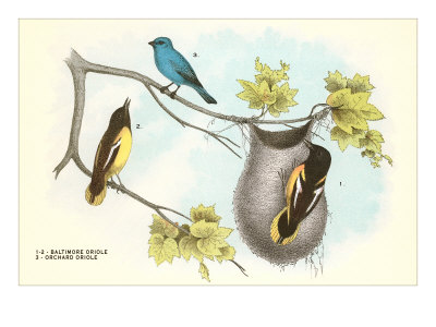 Baltimore Oriole, Orchard Oriole Giclee Print Baltimore Oriole, Orchard Oriole Giclee Print