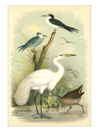 Egret, Terns, Rail Giclee Print Egret, Terns, Rail Giclee Print