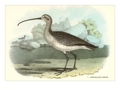 Long-Billed Curlew Giclee Print Long-Billed Curlew Giclee Print