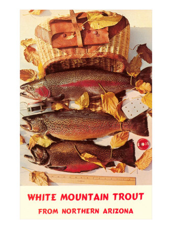 White Mountain Trout Giclee Print White Mountain Trout Giclee Print