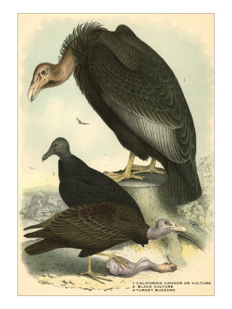 Condor, Turkey Buzzard, Vulture Giclee Print Condor, Turkey Buzzard, Vulture Giclee Print