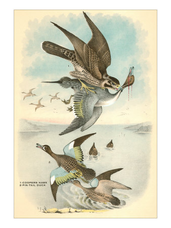 Cooper's Hawk, Ducks Giclee Print Cooper's Hawk, Ducks Giclee Print