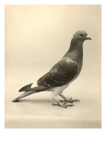 Homing Pigeon Giclee Print Homing Pigeon Giclee Print