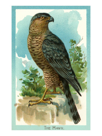 Hawk, Illustration Giclee Print Hawk, Illustration Giclee Print
