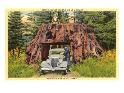 Giant Redwood Stump, California Giclee Print Giant Redwood Stump, California Giclee Print