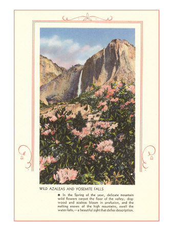 Wild Azaleas at Yosemite Giclee Print Wild Azaleas at Yosemite Giclee Print