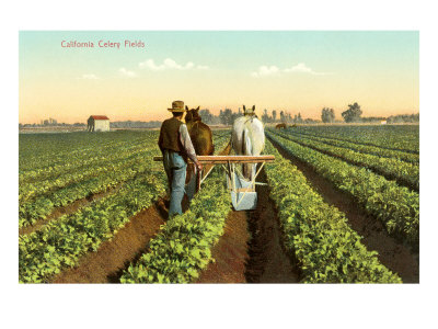 Celery Fields, Plowing with Horses Giclee Print Celery Fields, Plowing with Horses Giclee Print