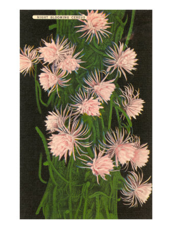 Night Blooming Cereus Cactus Giclee Print Night Blooming Cereus Cactus Giclee Print