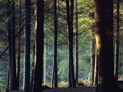 http://cache2.artprintimages.com/p/LRG/36/3698/LJ9AF00Z/art-print/rob-cousins-shady-forest-scene-new-forest-hampshire-england-united-kingdom-europe.jpg