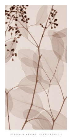 Eucalyptus III Print Eucalyptus III Print