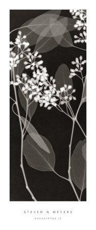 Eucalyptus IV Print Eucalyptus IV Print