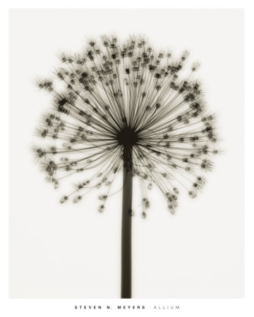 Allium Print Allium Print