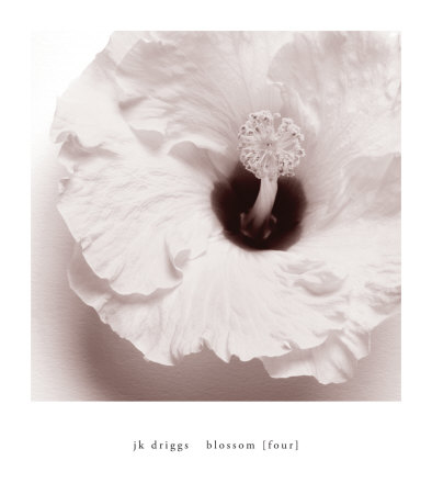 Blossom IV Print Blossom IV Print
