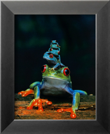 Frogs Framed Print Frogs Framed Print