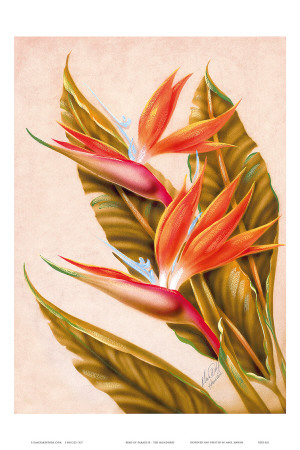 Hawaiian Bird of Paradise, c.1940s Print Hawaiian Bird of Paradise, c.1940s Print