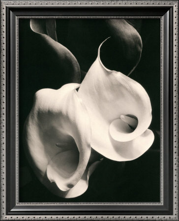 Two Callas Framed Print Two Callas Framed Print