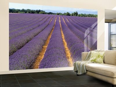 Lavender Fields, Provence, France Wall Mural – Large Lavender Fields, Provence, France Wall Mural – Large