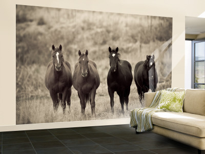Horses, Montana, USA Wall Mural – Large Horses, Montana, USA Wall Mural – Large