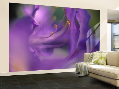 Close-Up of Azalia Flowers Wall Mural – Large Close-Up of Azalia Flowers Wall Mural – Large