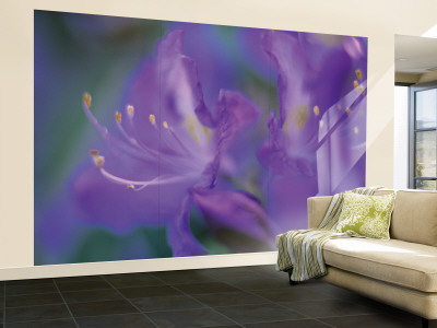 Azalia Wall Mural – Large Azalia Wall Mural – Large