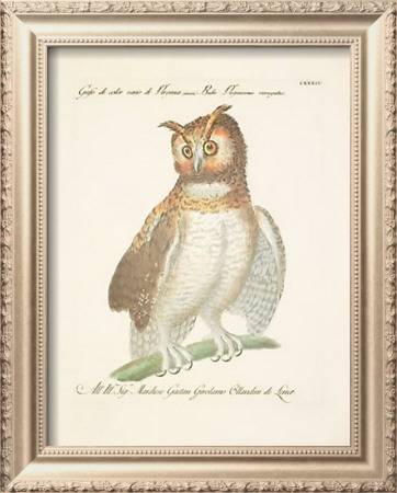Owls Framed Print Owls Framed Print