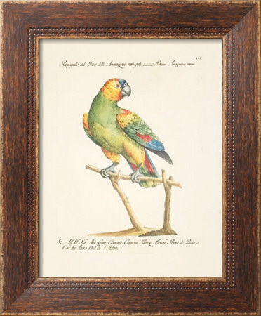 Parrots Framed Print Parrots Framed Print