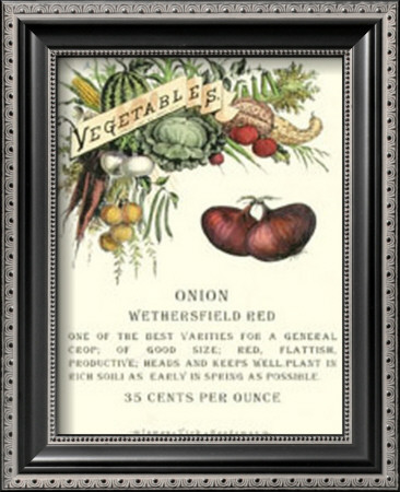 Onion Framed Print Onion Framed Print