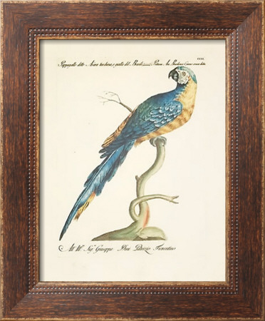 Parrots Framed Print Parrots Framed Print