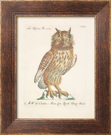 Owls Framed Print Owls Framed Print