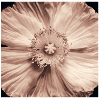 Poppy Blush Print Poppy Blush Print