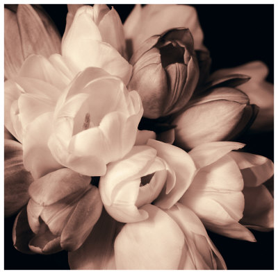 Tulip Blush Print Tulip Blush Print