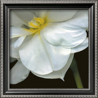 O'Keefe Jonquil Framed Print O'Keefe Jonquil Framed Print