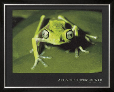 Maki Frog Framed Print Maki Frog Framed Print