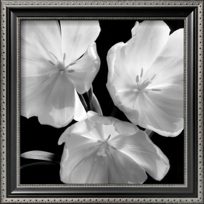 Tulips Framed Print Tulips Framed Print