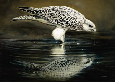 Drinking Falcon Print Drinking Falcon Print