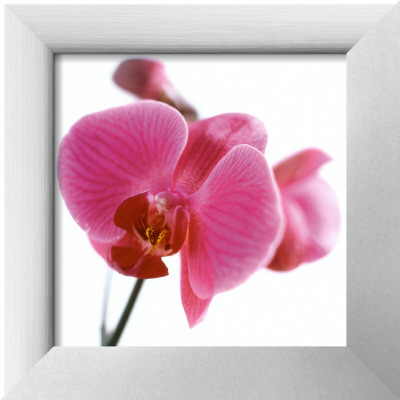 Pink Orchid Framed Print Pink Orchid Framed Print
