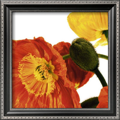 Poppies IV Framed Print Poppies IV Framed Print