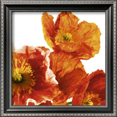 Poppies II Framed Print Poppies II Framed Print