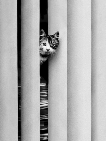 Chat Curieux Print Chat Curieux Print