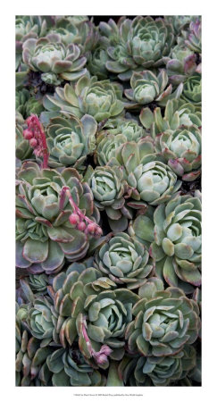 Ice Plant Clovers Print Ice Plant Clovers Print