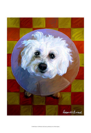 Bichon Print Bichon Print